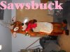 sawsbuck.jpg