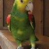 MikoTheBird